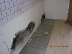 Schimmelbefall Wohnung Bild 1