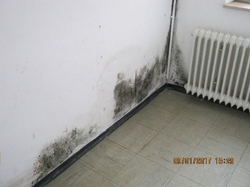 Schimmelbefall Wohnung Bild 3