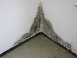 Schimmelbefall Wohnung Bild 4
