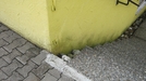 Schimmel im Wohnraum Vorschaubild